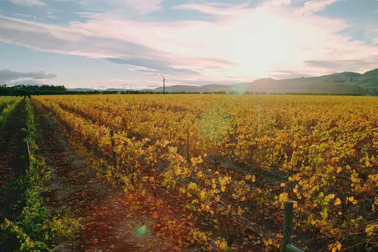 Pegasus Bay Winery - Waipara, North Canterbury