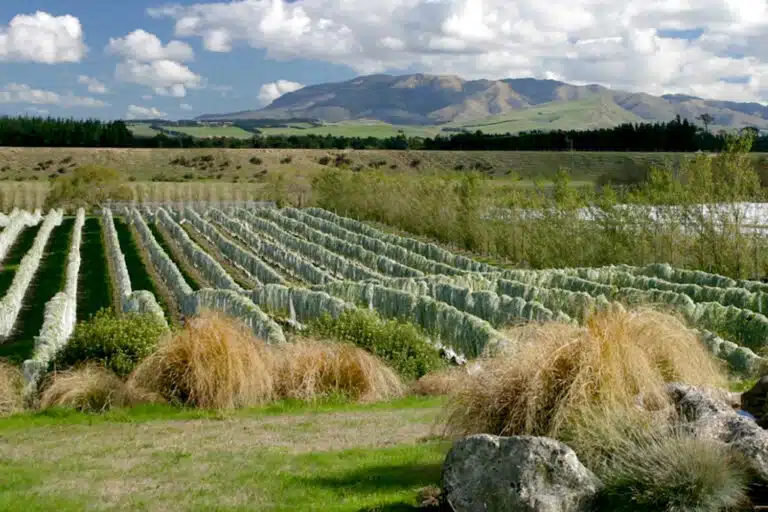 Torlesse Wines - Waipara, North Canterbury