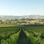 wine tour from christchurch