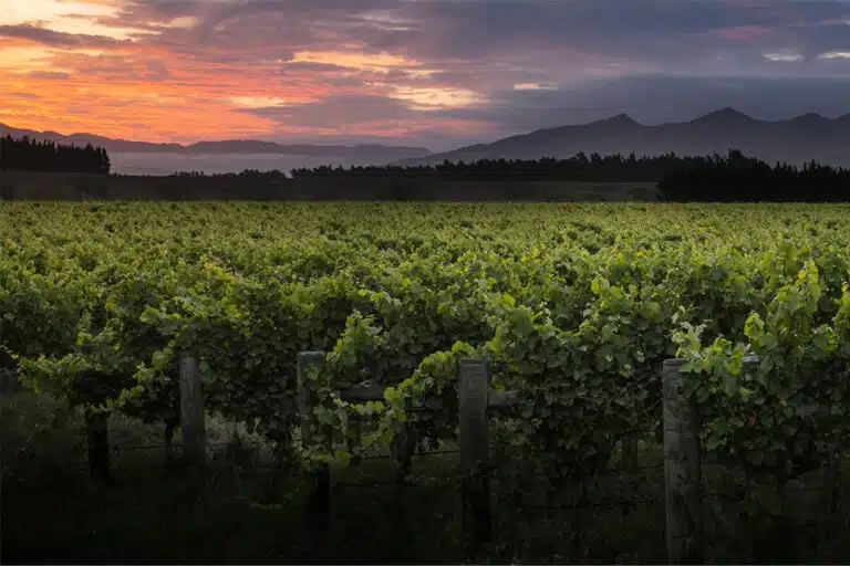 Ataahua Wines - Waipara