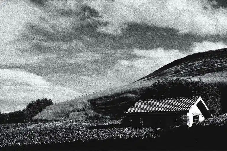 Bell Hill Vineyard - North Canterbury