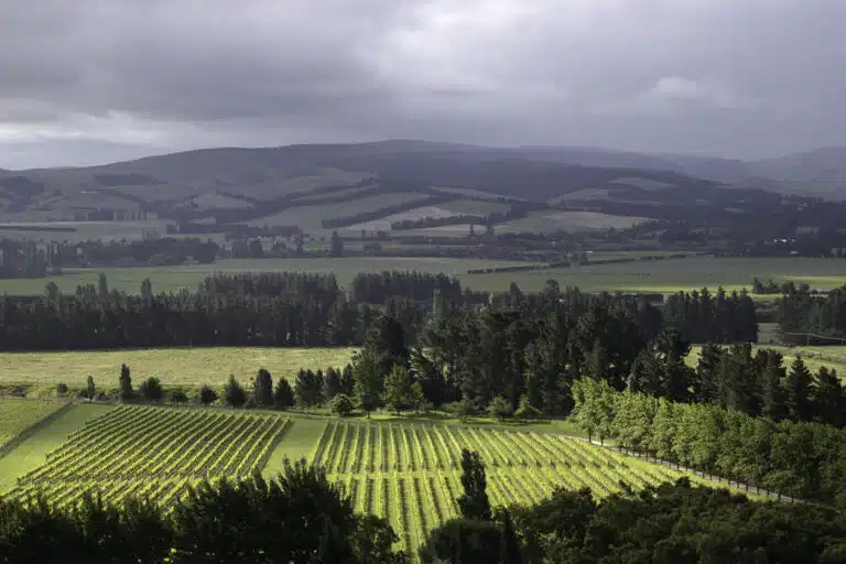 Mountford Estate Waipara