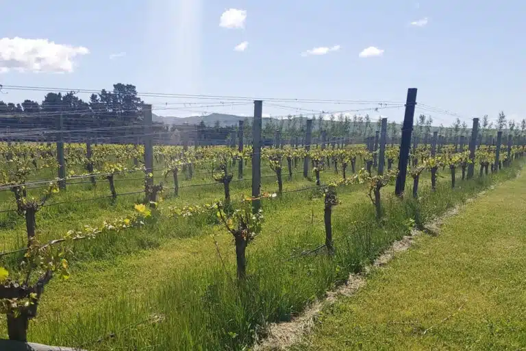 Silver Wing Wines - Waipara, North Canterbury