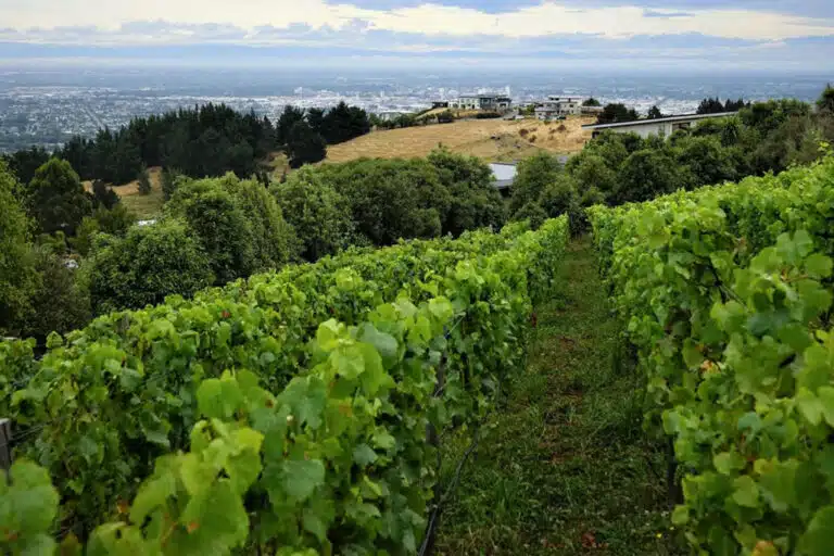 Tussock Hill Vineyard - Cashmere, Christchurch